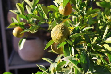 potted orange tree 