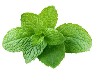Isolated Bright Green Cluster of Fresh Mint Leaves