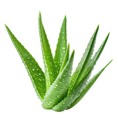 Isolated Juicy Aloe Vera Plant with Dew