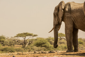 Obraz premium Close up of an Elephant (loxodonta africana) on a cloudy day near a waterhole.