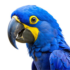 Obraz premium Blue and yellow hyacinth macaw parrot isolated on transparent background