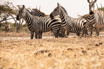 A heard of Zebras (Equus quagga) drinking at a waterhole. Kenya.	