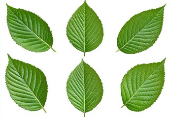 Fototapeta premium Six vibrant green leaves with detailed veining, isolated on a white background. High resolution image perfect for natural designs