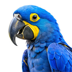Blue and yellow hyacinth macaw parrot isolated on transparent background
