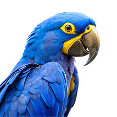 Fototapeta premium Blue and yellow hyacinth macaw parrot isolated on transparent background