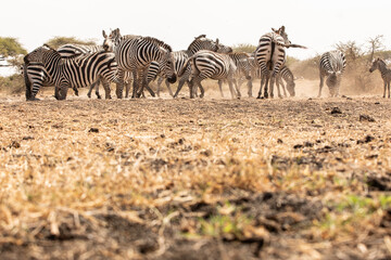 A heard of Zebras (Equus quagga) drinking at a waterhole. Kenya.	
