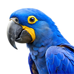 Obraz premium Blue and yellow hyacinth macaw parrot isolated on transparent background