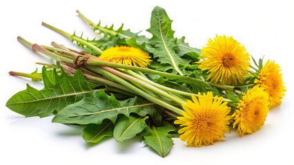 Bitter dandelion greens with white transparent background, Sunlight defines their jagged leaves. Wild meadow backdrop.  