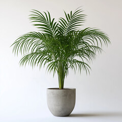 Obraz premium Kentia Palm in Grey Concrete Pot Indoor Plant Houseplant Photography