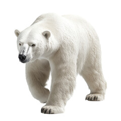 Isolated Polar Bear Approaching Confidently on White Background