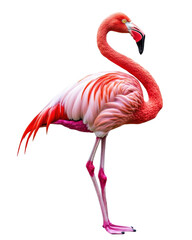 Isolated Striking Flamingo with Deep Red and Pink Plumage
