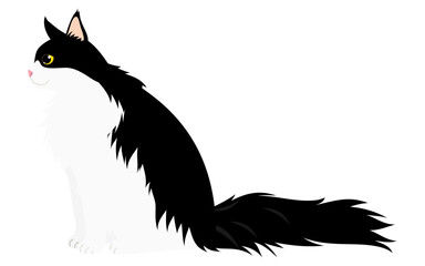 長毛種の猫、白黒バイカラーのメインクーンが座って横を見ているイラスト