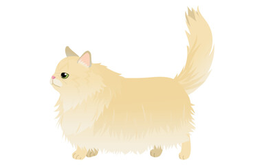 長毛種の猫、ゴールド系のペルシャが尻尾を立てて歩くイラスト