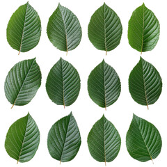 A Collection of Green Leaves on a White Background for Nature and Freshness Concepts
