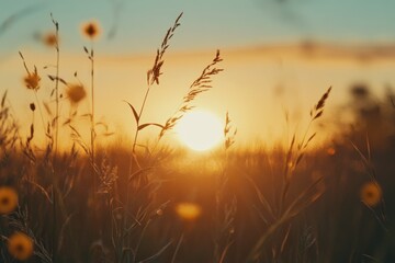 Obraz premium Golden sunset over a tranquil field with tall grass swaying gently in the summer breeze, beautiful sunset summer sky slow motion