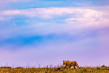 Lion Maasai mara national reserve