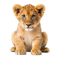 Obraz premium Lion cub isolated on transparent background