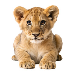Obraz premium Lion cub isolated on transparent background