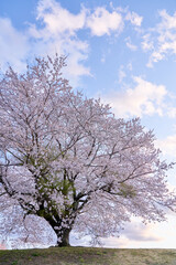 青空背景のダイナミックな一本の満開の桜の木
