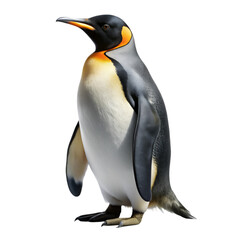 Obraz premium Penguin isolated on transparent background