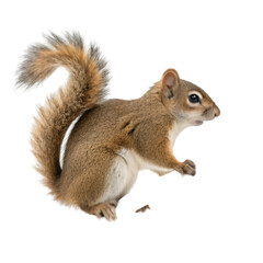 Squirrel isolated on transparent background