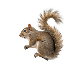 Obraz premium Squirrel isolated on transparent background