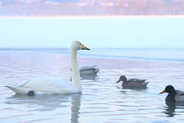 whooper swan
