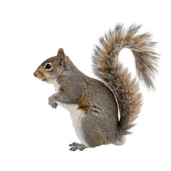 Obraz premium Squirrel isolated on transparent background