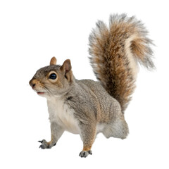 Squirrel isolated on transparent background