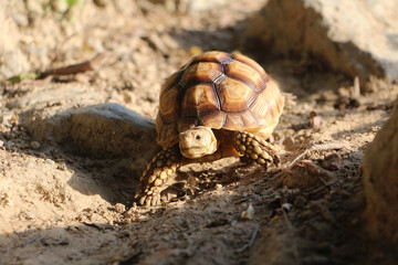African Sulcata Tortoise Natural Habitat,Close up African spurred tortoise resting,cute animal