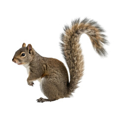 Obraz premium Squirrel isolated on transparent background