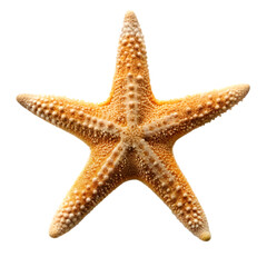 Star fish isolated on transparent background