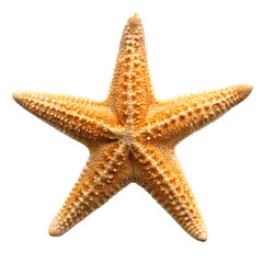 Star fish isolated on transparent background