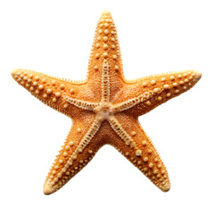 Star fish isolated on transparent background