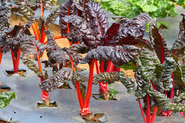 Rainbow Swiss chard leaf vegetable on the garden bed