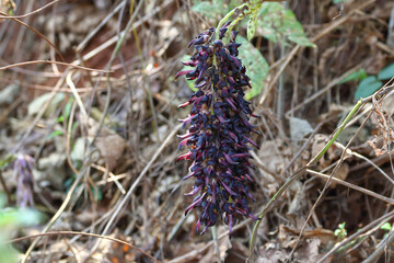 Closeup Velvet bean (Mucuna pruriens) flower, the extreme itchiness tropical legume