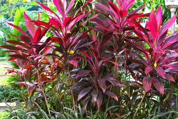 Ti plant or Cordyline fruiticosa with red leaves in the garden