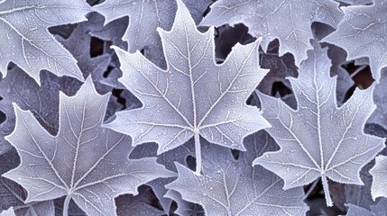 Frosted Maple Leaf Close-Up Shows Winter's Delicate Detail and Beauty