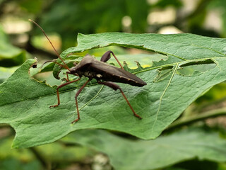 Leptoglossus zonatus is a species of aphid, a type of aphid. Leptoglossus zonatus dedang perched on a green leaf.