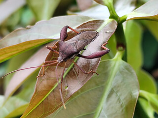 Leptoglossus zonatus is a species of aphid, a type of aphid. Leptoglossus zonatus dedang perched on...