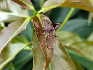 Leptoglossus zonatus is a species of aphid, a type of aphid. Leptoglossus zonatus dedang perched on a green leaf.