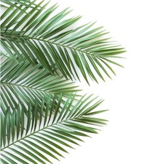 Palm fronds, isolated, greenery, white background, natural decoration, visual appeal, botanical image, minimal design, elegant image