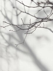 Branches Create Delicate Shadows Against a Soft, Misty Background in a Tranquil Forest During Early Morning Light