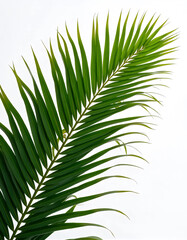 Obraz premium Green palm leaf isolated on a white background with a clean, natural look.