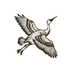 Fototapeta premium Sandhill crane woodcutting engraving vector art