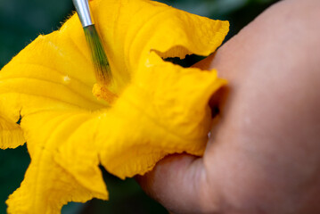 A close-up image shows a farmer scraping pollen from a fully bloomed male pumpkin flower using the tip of a brush