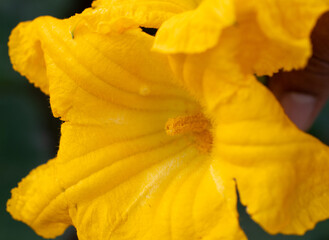 A close-up image of a male pumpkin flower shows pollen on its yellow petals