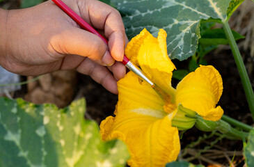 ​The farmer is pollinating the pumpkin by using a brush to scrape the pollen from the male flower and apply it to the stigma of the female flower