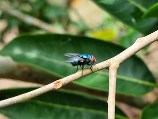 Naklejka premium A hoverfly with red eyes and thin wings landed on the branch of a longan fruit tree. This type is often seen flying in kitchens and trash cans.