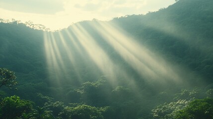 Sunlight beams through misty mountain forest